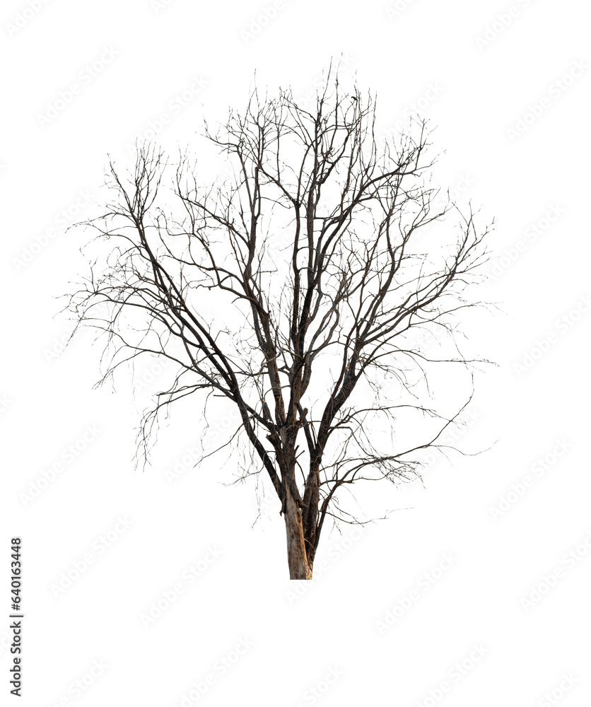 Wall mural dead tree isolated on white background.