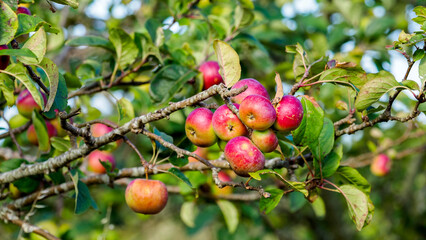 ecological ripe red apples on an apple tree branch (Malus domestica) with blurred background background