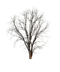 Dead tree isolated on white background. - obrazy, fototapety, plakaty