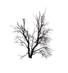 tree silhouette isolated