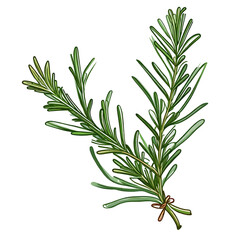 Obraz premium Sprig of rosemary, watercolor illustration, rosmarinus officinalis