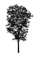 black tree on white