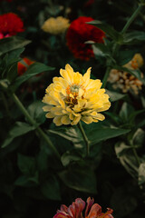 Close-up of yellow flower in the gardens of Taranto's Aragonese castle