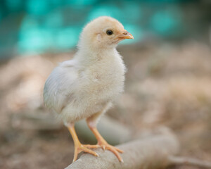 Newborn chick on nest 