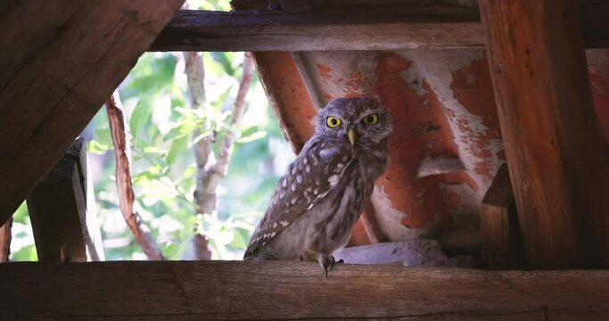 Little owl (Athene noctua) owlet perched under the roof in a derelict building in the countryside in a forest