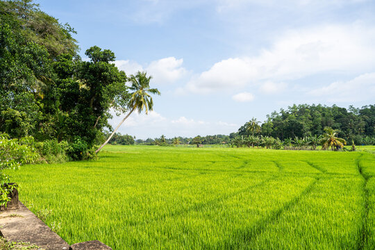 Green Lush Rice fields in the countryside of Sri Lanka