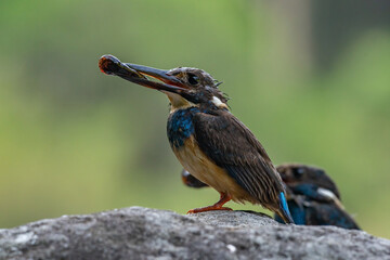 a pair of critically endangered javan blue-banded kingfisher alcedo euryzona bringing food on their beak, food for their nestling, natural bokeh background