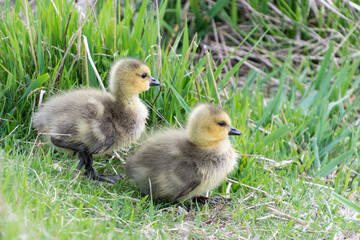 Baby Canada Geese (goslings) leave the nest to follow parents through tall grass to feed.