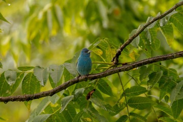 indigo Bunting perched on a tree branch