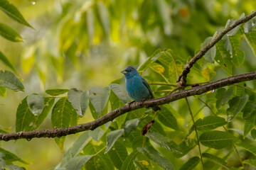 indigo Bunting perched on a tree branch