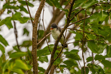 Eastern Kingbird fledgling calls to be fed while  perched on a tree branch