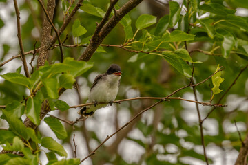 Eastern Kingbird fledgling calls to be fed while  perched on a tree branch