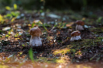 A noble, royal mushroom. White mushroom boletus. Porcini mushrooms in the spruce forest. Beautiful texture of nature background.