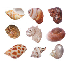 Seashell conch starfish seaside element sea animal Shell PNG format easy to use
