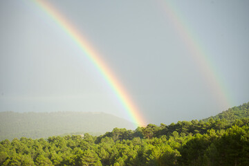 Rainbow in the forest. Rainbow coming out between the trees after the storm