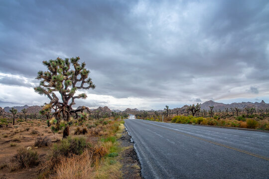 Road and dark sky during a storm in the Joshua Tree national park, California