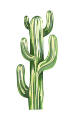 Watrcolor hand drawn realistic cactus illustration. Botanical Saguaro or The tree-like cactus isolated on white