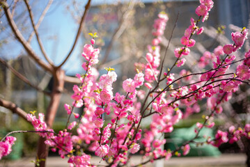 Double petal elm leaf plum is a common green plant in northern cities of China, with leaves resembling elms and flowers resembling plums, with dense and beautiful flowers.