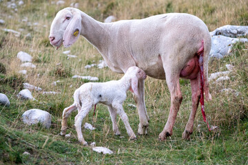 Obraz na płótnie Canvas A female ewe with the amniotic sac still attached and her newborn lamb. A tender moment between the mother and the little lamb. Concept: a mother's love. 