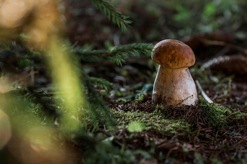 A noble, royal mushroom. White mushroom boletus. Porcini mushrooms in the spruce forest. Beautiful texture of nature background.