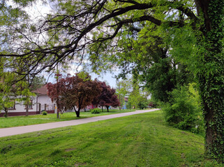 spring in rural village Backi Petrovac in Vojvodina