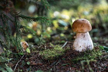 A noble, royal mushroom. White mushroom boletus. Porcini mushrooms in the spruce forest. Beautiful texture of nature background.