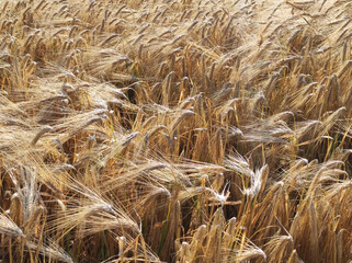 ripe golden wheat field in sunlight