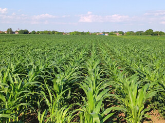 rows of green corn field in sunlight