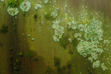 background, texture - surface covered with lichens and moss