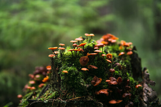old mossy stump covered with mushrooms in the mysterious twilight of the forest