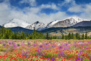 Blossoming field with wildflowers - 640174046