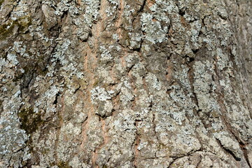 bark of the tree isolated in sunny day close up 