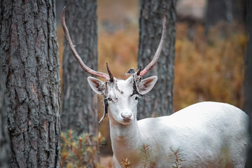  A male white fallow-deer sheds its velvet in the wild and looks into a camera. Close-up portrait of a male white fallow deer in the forest at the end of summer.