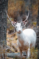 A male white fallow-deer sheds its velvet in the wild and looks into a camera. Close-up portrait of a male white fallow deer in the forest at the end of summer.