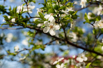 Wiosenne drzewko © Magdalena