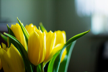 Portret tulipanów