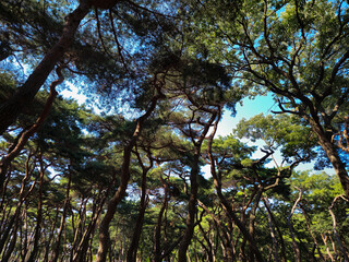 Discover the beauty of Hwangseong Park in Gyeongju, Korea with its stunning trees