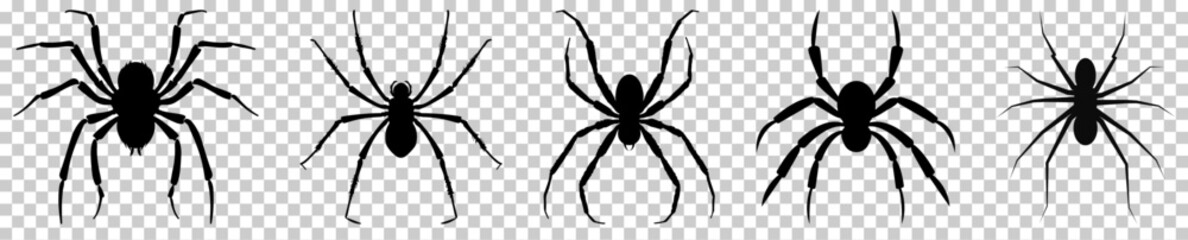 Silhouette of black spiders. Vector illustration isolated on transparent background