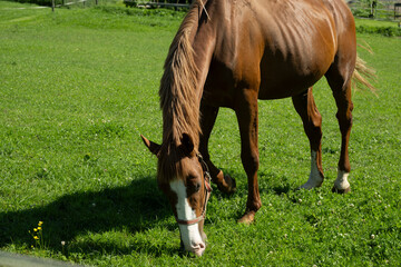 pferd feld