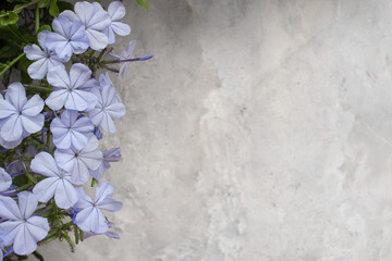 Lilac flowers on the left against a blurred background of a gray marble wall. Empty place for text. Closeup.