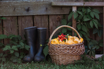 Noble, edible chanterelle mushrooms. A beautiful wicker basket with mushrooms and rubber boots at...