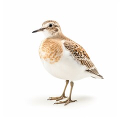Obraz premium Buff-breasted sandpiper bird isolated on white