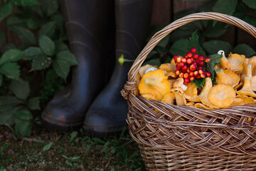 Noble, edible chanterelle mushrooms. A beautiful wicker basket with mushrooms and rubber boots at...