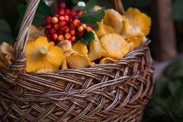 Noble, edible chanterelle mushrooms. A beautiful wicker basket with mushrooms and rubber boots at...