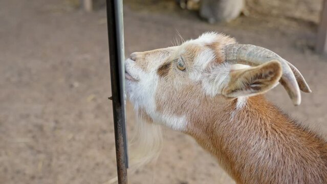 Silly horned goat licking random stuff around posing 