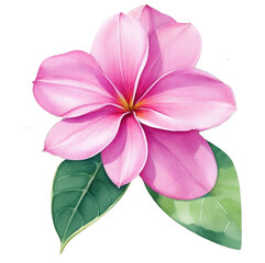 Watercolor Illustration of Pink Frangipani