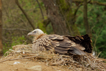 Himalayan vulture lying on the nest