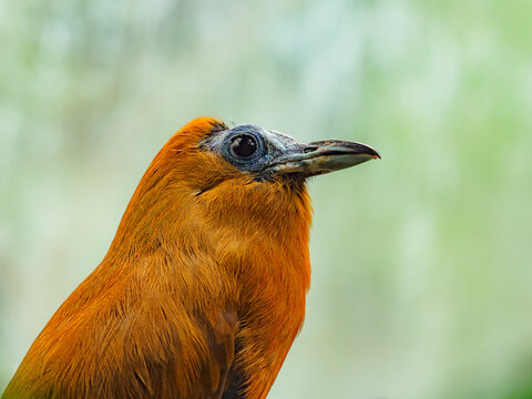 Capuchinbird, closeup portrait orange bird