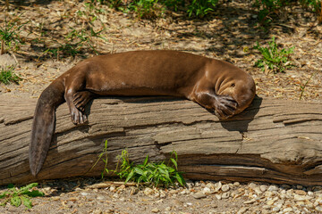 Giant otter lying on the wood and covering head with paw