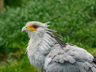 Secretary bird closeup portrait - head detail
